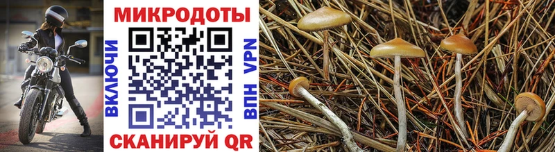 Псилоцибиновые грибы прущие грибы  Ленск 